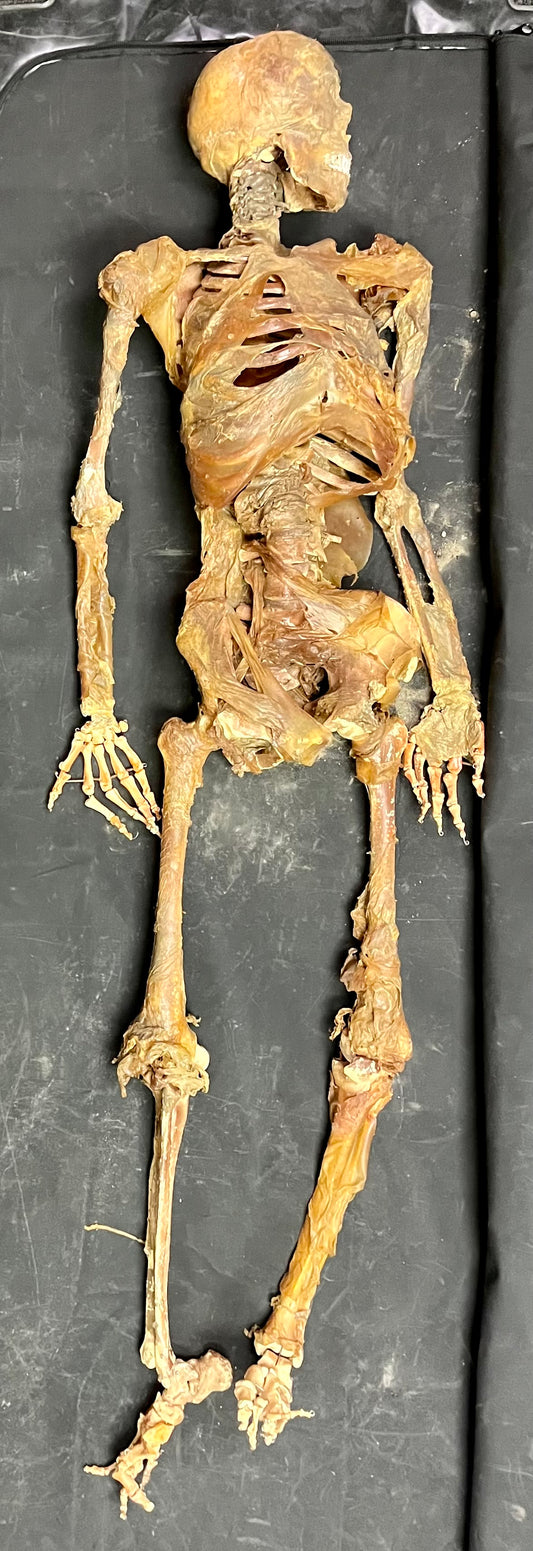 Fake skeleton with dried flesh
