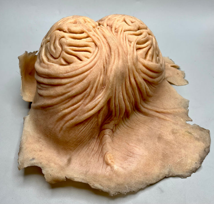 Crispin Glover silicone head/brain piece