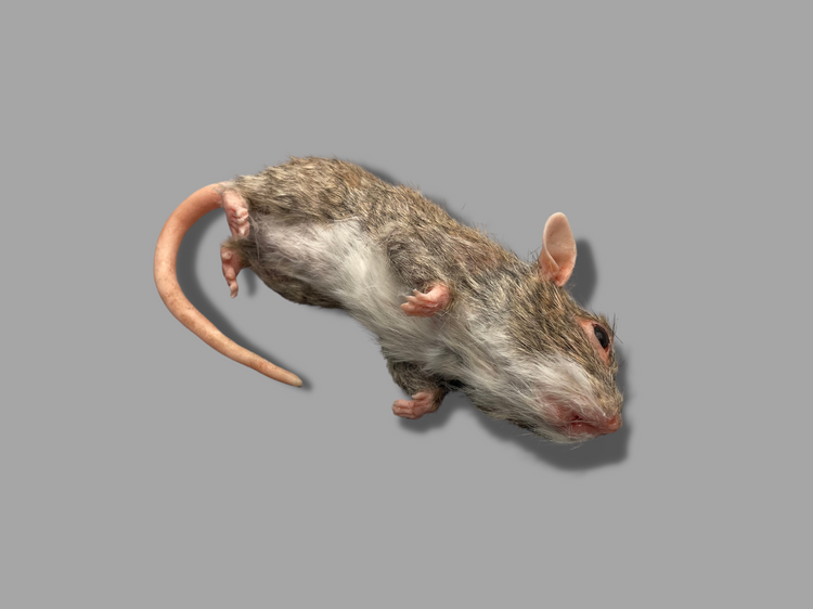 Rat smoothie - Rat & tail - Season 2