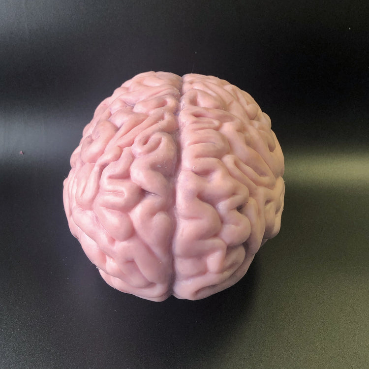 Fake Silicone Brain