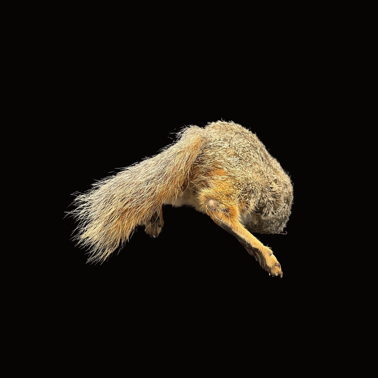 Headless taxidermy squirrel
