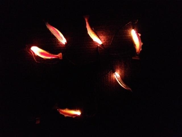 String of fish lights